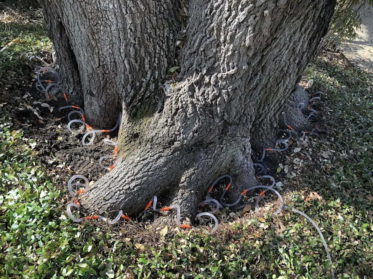 Detailed Tree Cabling and Bracing job site in North Hatfield