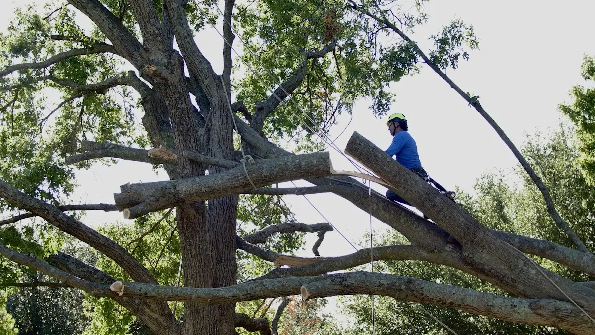 Professional Crown Thinning performed by certified arborists in North Hatfield