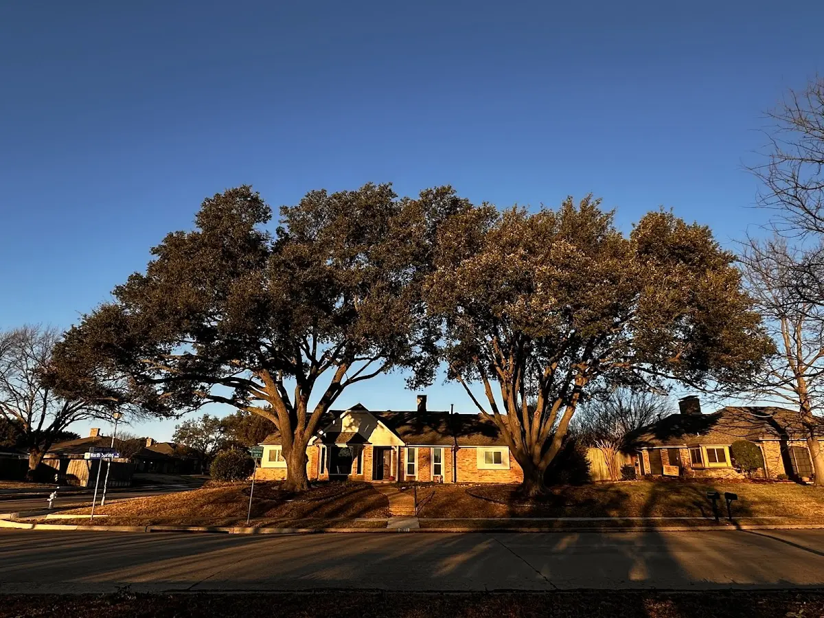 Established residential canopy tree shading a home in North Hatfield